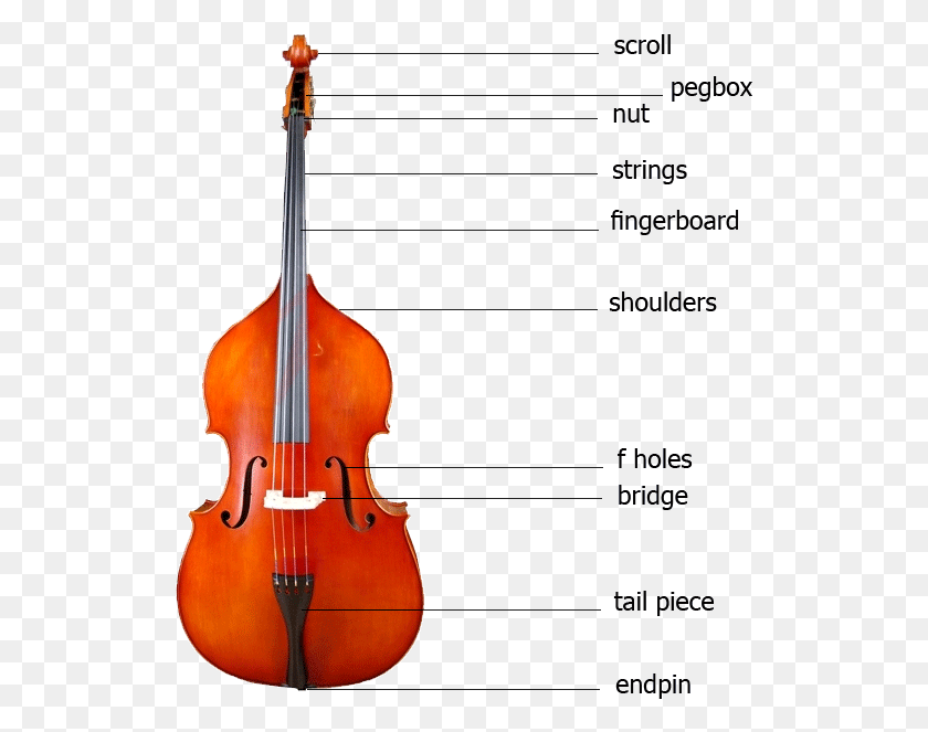 Violin viola violonchelo contrabajo