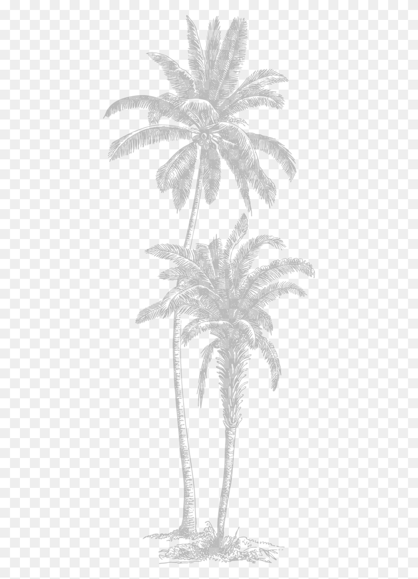 426x1103 Double Tall Palm Trees Attalea Speciosa, Gray, World Of Warcraft HD PNG Download