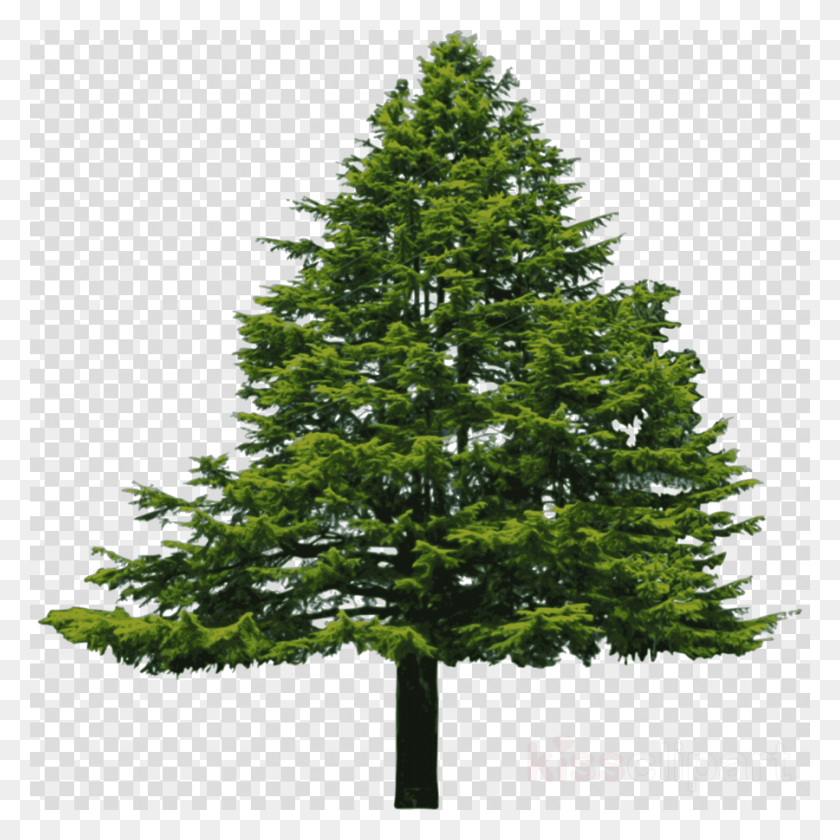 900x900 Douglas Fir Tree Clipart Pine Douglas Fir Clip Douglas Fir White Background, Plant, Christmas Tree, Ornament HD PNG Download