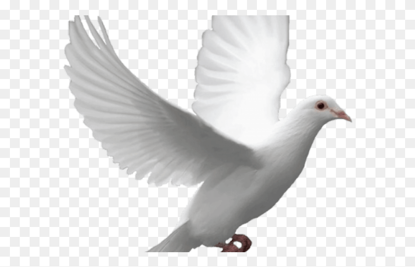 588x481 Dove, Bird, Animal, Pigeon HD PNG Download