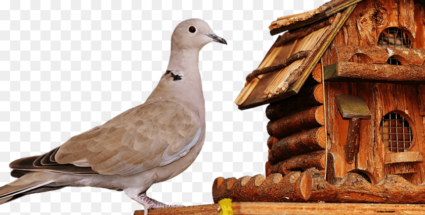 960x486 Dove Animal, Bird, Pigeon Clipart PNG