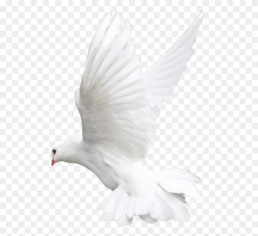 515x708 Dove Blackline Image Guards Of May Future Eyes, Pigeon, Bird, Animal HD PNG Download