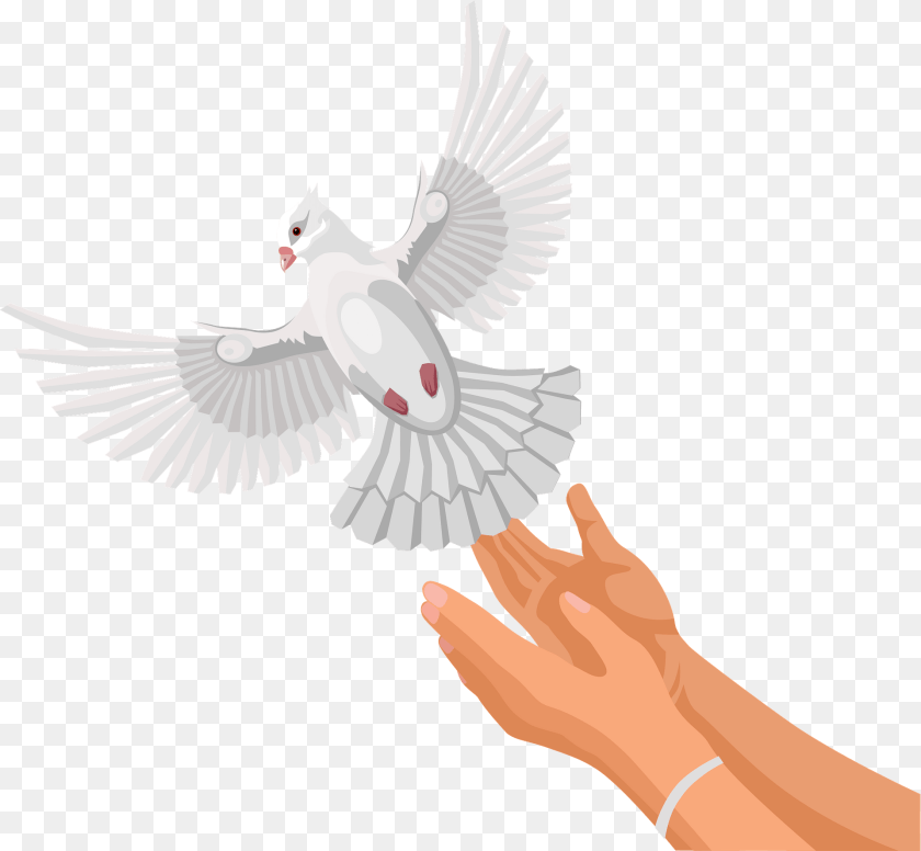 Dove Animal, Bird, Pigeon, Person Clipart PNG