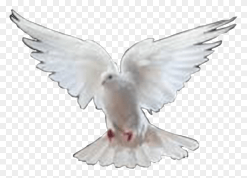 1024x718 Dove Images Dove In Format, Bird, Animal, Pigeon HD PNG Download