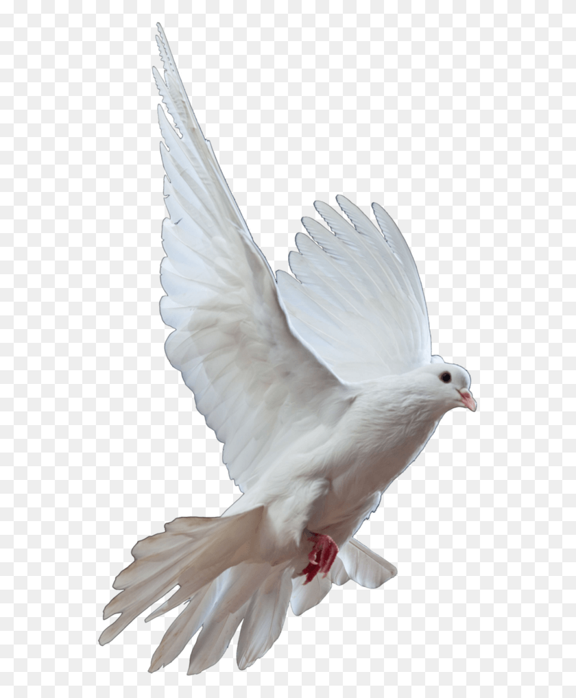559x958 Dove Images White Dove, Bird, Animal, Pigeon HD PNG Download