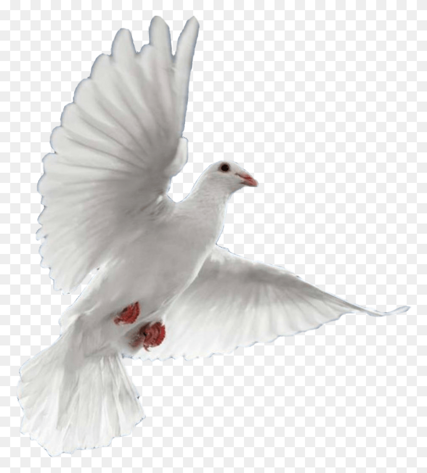 934x1043 Dove In Flight, Bird, Animal, Pigeon HD PNG Download