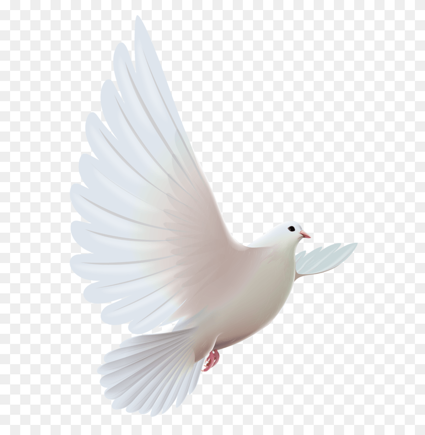 574x800 Doves Bird Clip Art And Espiritu Santo Paloma, Animal, Dove, Pigeon HD PNG Download