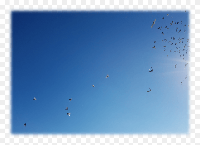 1689x1190 Doves Freestyle Skydiving, Flock, Animal, Bird HD PNG Download