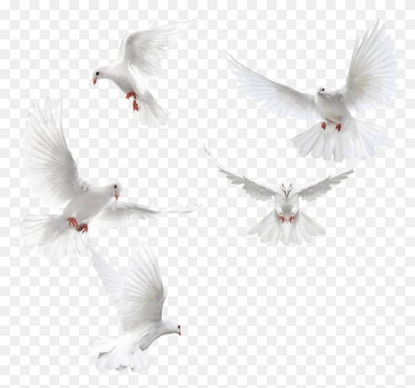 997x928 Doves Sticker White Dove, Bird, Animal, Pigeon HD PNG Download