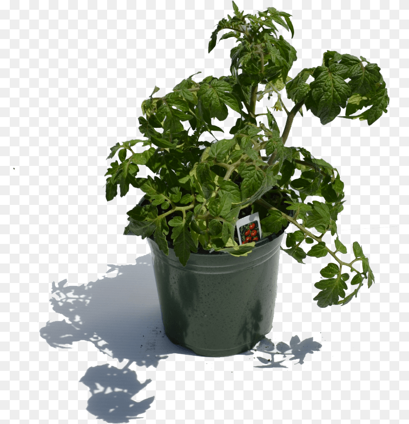 792x869 Download 1 Gal Tomatoe Plant Flowerpot, Flower, Geranium, Herbs, Potted Plant Transparent PNG