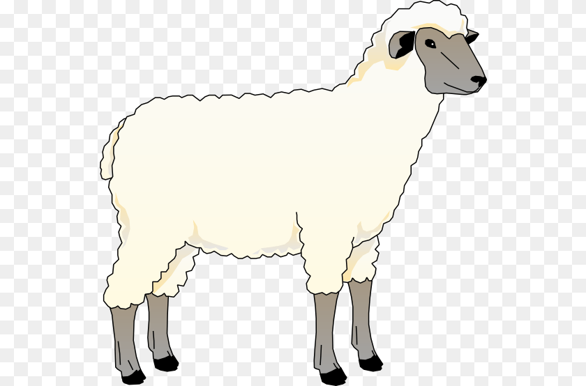 555x554 Download And Use Sheep Animal, Livestock, Mammal Clipart PNG