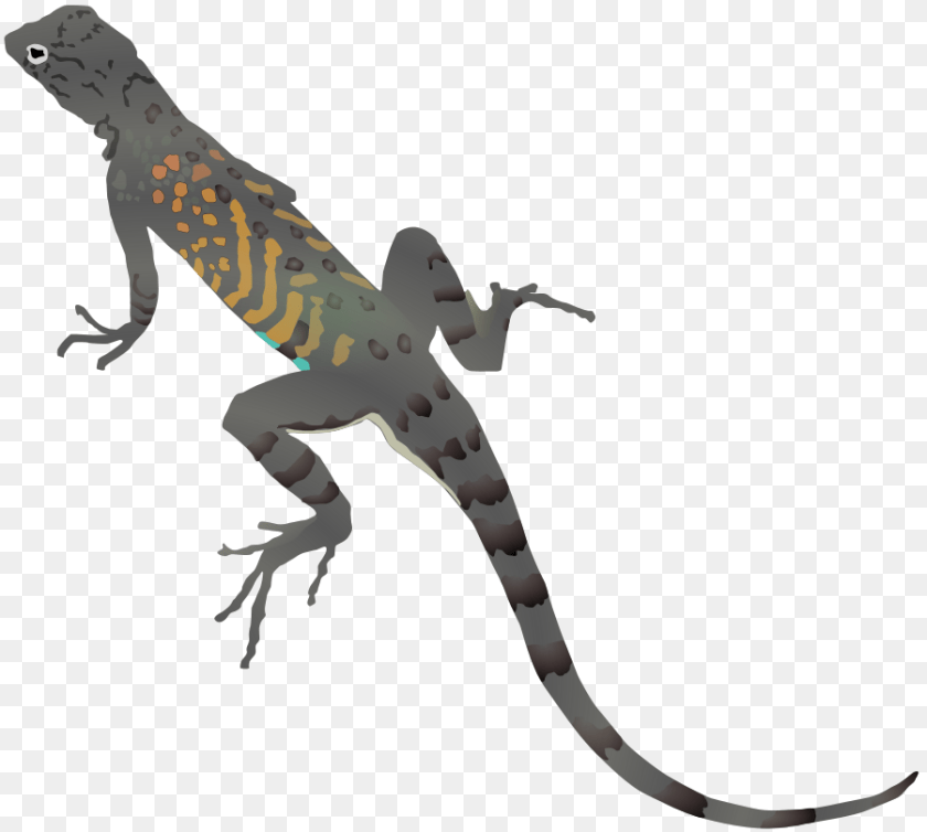 900x808 Download Az Lizard Animal, Reptile, Gecko, Wildlife Clipart PNG