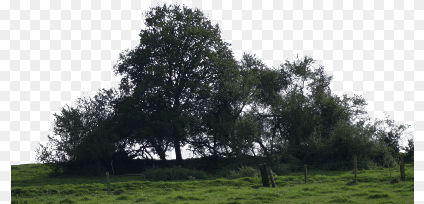 Download Big Tree Tree Grove, Outdoors, Field, Grassland, Tree Trunk PNG