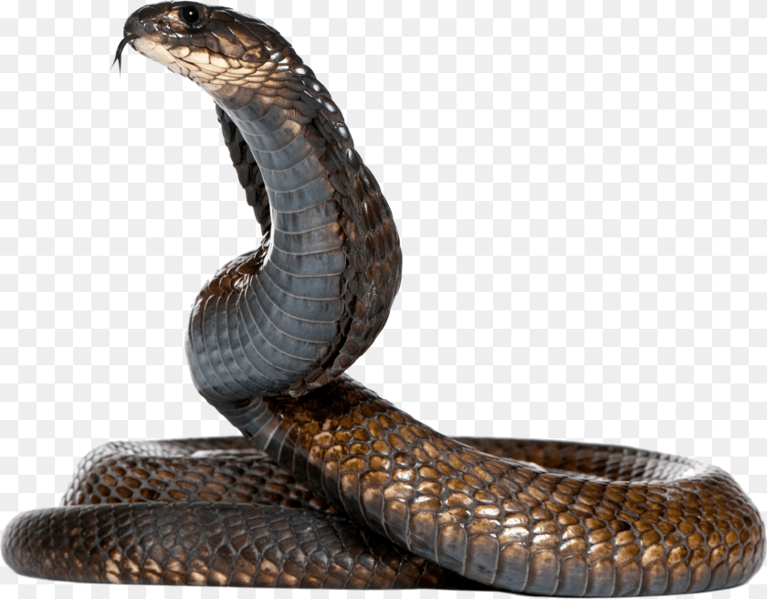 1698x1327 Download Black Snake Image For Snake, Animal, Reptile, Cobra PNG