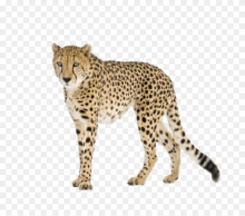 850x750 Black Tail Cheetah Image Cheetah, Animal, Mammal, Wildlife Sticker PNG