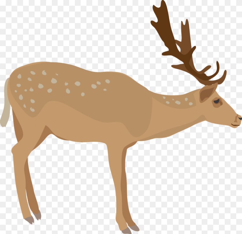 850x822 Download Elk Images Background Elk, Animal, Deer, Mammal, Wildlife Sticker PNG