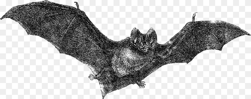 1303x518 Download Flying Bats Vintage Halloween Art Vintage Bat, Animal, Mammal, Wildlife, Person Transparent PNG