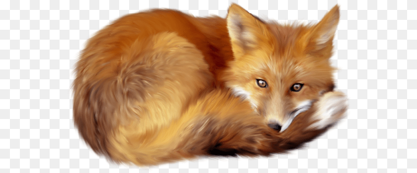 577x349 Download Fox 5 Hq In Fox Animal, Canine, Mammal, Red Fox, Wildlife Transparent PNG