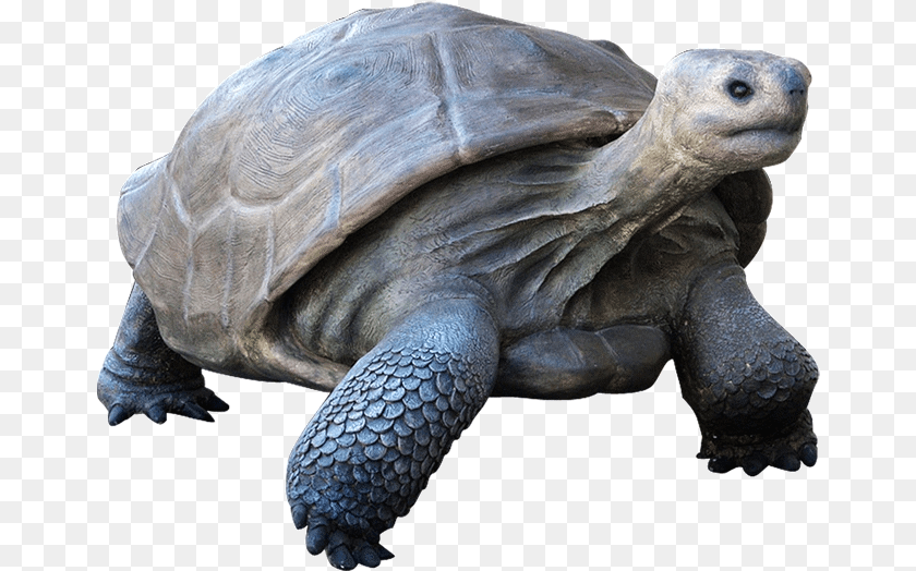 Download Galapagos Tortoise Turtle, Animal, Reptile, Sea Life Transparent PNG