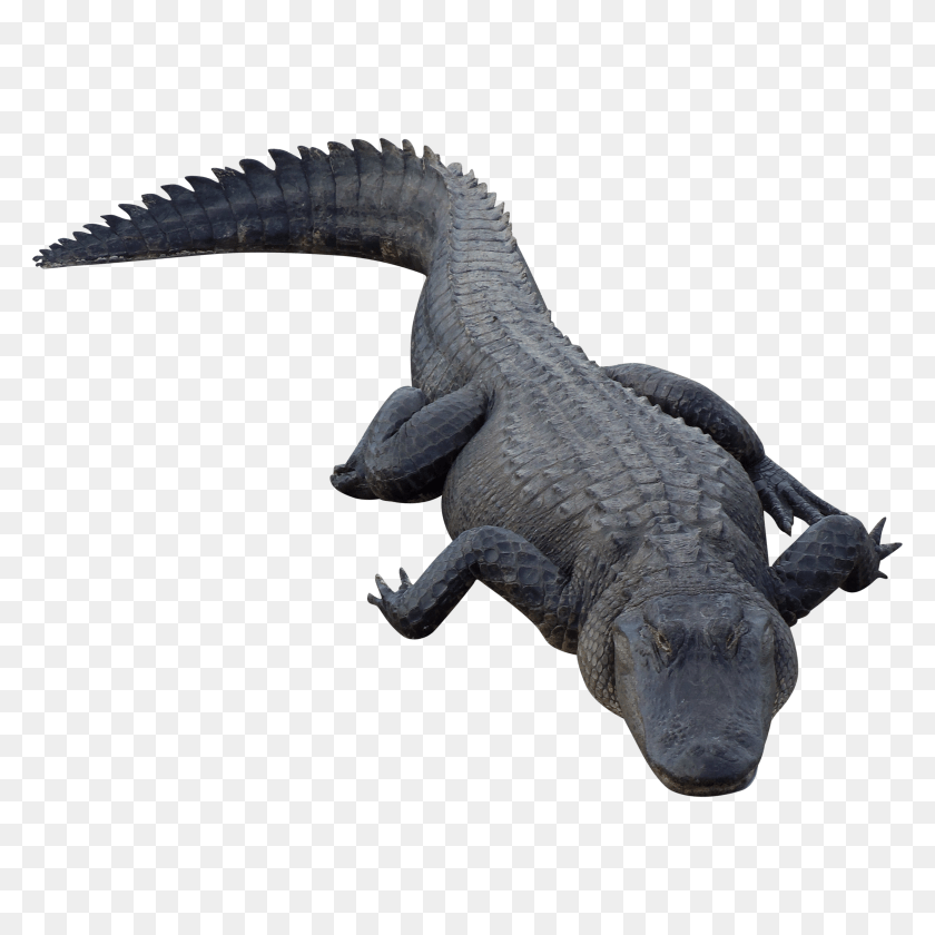 3500x3500 Download Hd Alligator Alligator, Animal, Lizard, Reptile, Crocodile Clipart PNG