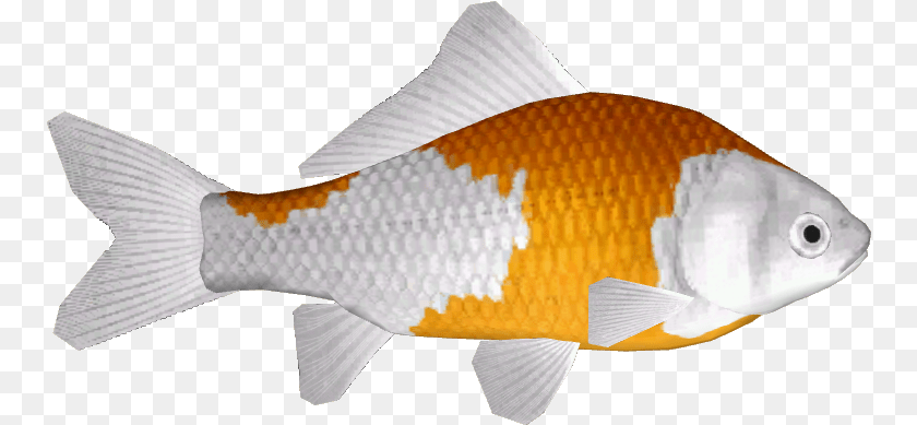 756x389 Hd Common Goldfish 13 Anemone Fish Goldfish, Animal, Sea Life, Shark, Carp Transparent PNG