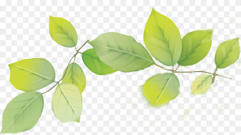 1009x565 Download Hd Leafs Transparent Tree, Plant, Leaf, Herbs, Green Sticker PNG