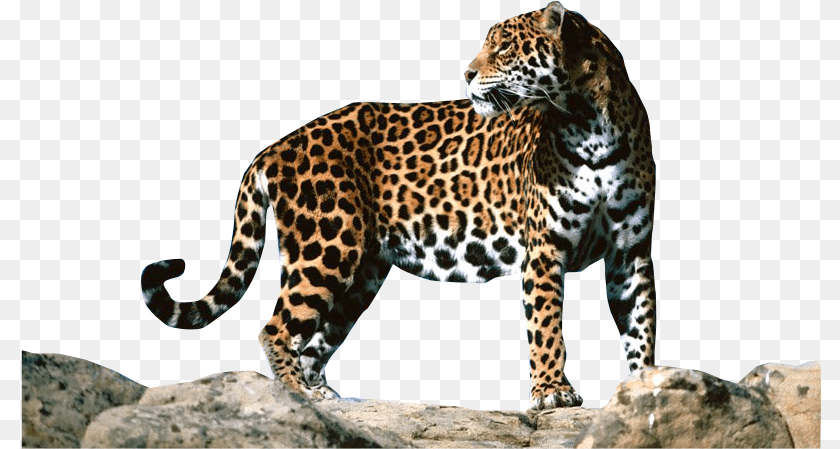 801x449 Download Jaguar, Animal, Mammal, Panther, Wildlife PNG