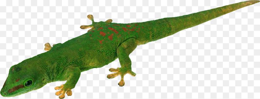 3164x1209 Download Lizard, Animal, Gecko, Reptile, Green Lizard Transparent PNG