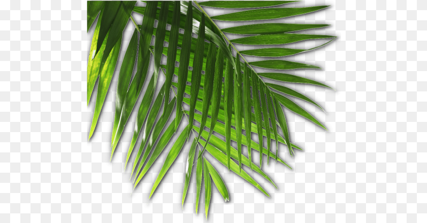 501x439 Download Luau Image With No Luau, Leaf, Palm Tree, Plant, Tree Sticker PNG