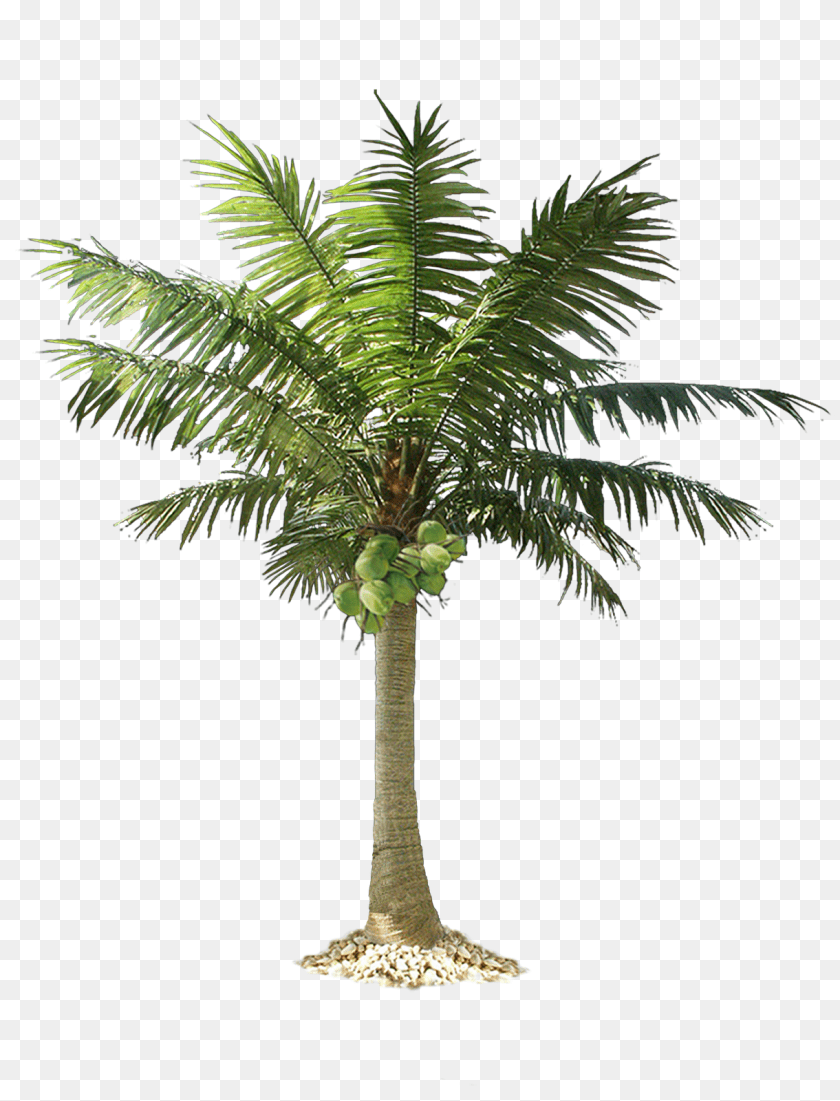 1221x1600 Download Palm Tree Palm Tree Cut Out, Palm Tree, Plant, Leaf PNG