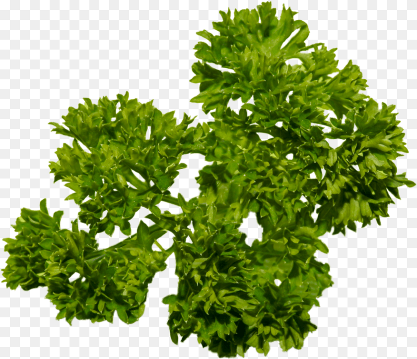 882x760 Download Parsley Tree Full Size Pngkit Portable Network Graphics, Herbs, Plant Transparent PNG