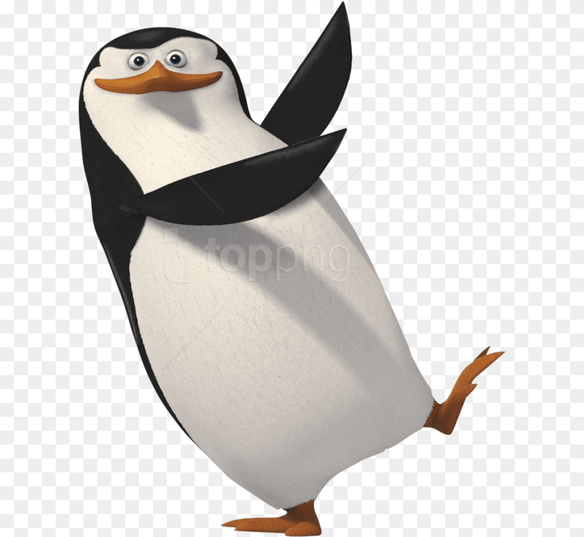 Download Penguin, Animal, Bird, Adult, Female PNG