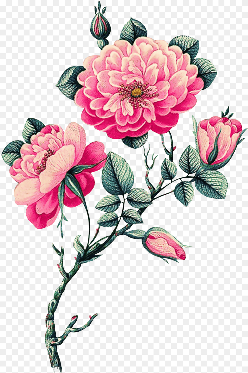 1049x1576 Download Pink Vector Flowers Vector Flower, Dahlia, Plant, Pattern, Embroidery Clipart PNG