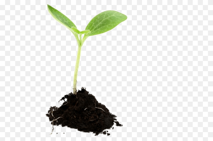 Download Plant Growing Plant, Soil, Leaf, Sprout PNG