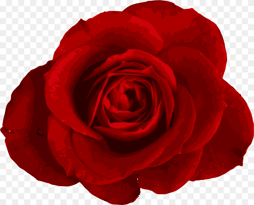 1990x1608 Download Red Rose Transparent Images Transparent Background Flower, Plant, Petal PNG
