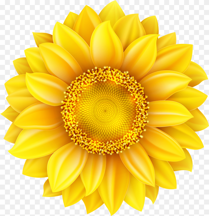 3838x3957 Background Sunflower With Clipart Background Sunflower Transparent PNG