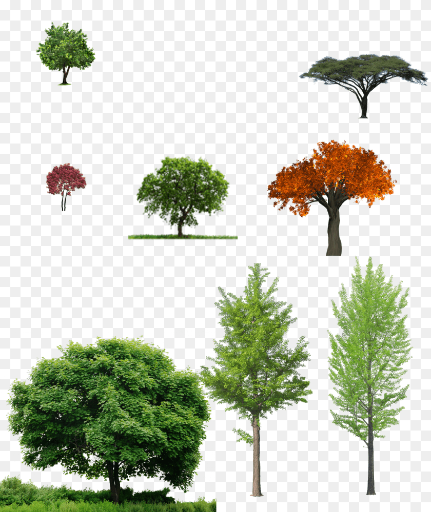 1346x1600 Trees Tree And Grass, Plant, Maple, Conifer, Vegetation PNG