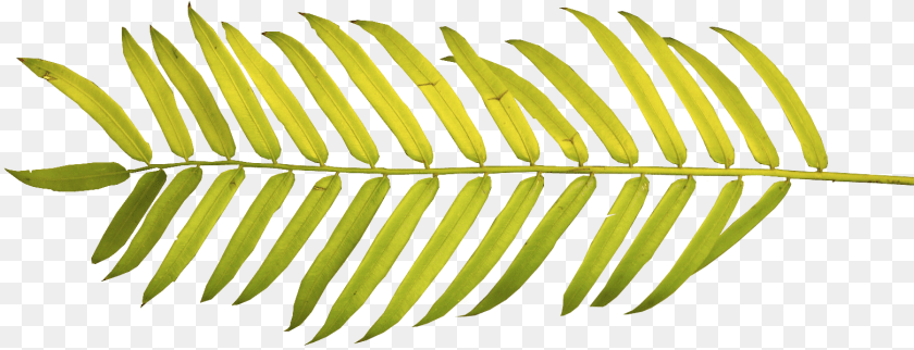 1561x599 Download Watercolor Palm Leaves Full Size Tropical Leaves Watercolor, Fern, Leaf, Plant, Tree PNG