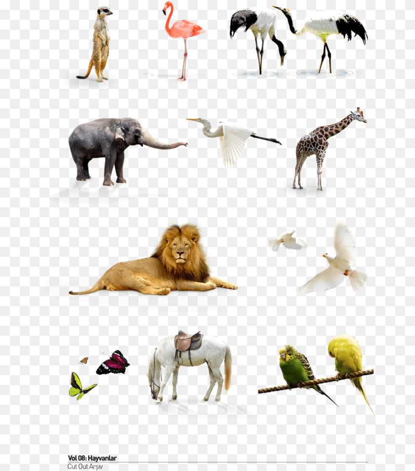 Download Wild Animals Animals Hd Background, Animal, Mammal, Lion, Wildlife Transparent PNG