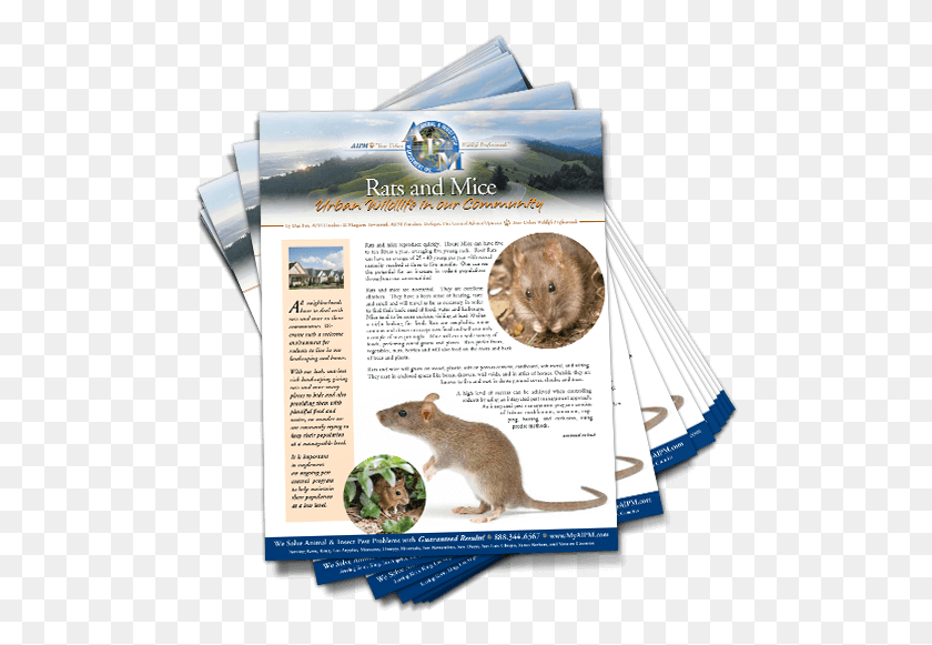 491x521 Downloadable Image Rat, Advertisement, Poster, Flyer HD PNG Download