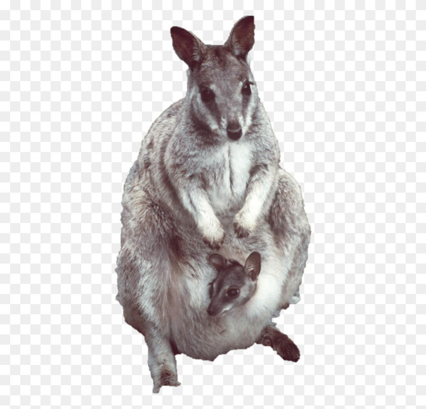391x747 Descargar Png Dr Peter Spencer Bsc Phd Wallaby, Mamífero, Animal, Canguro Hd Png