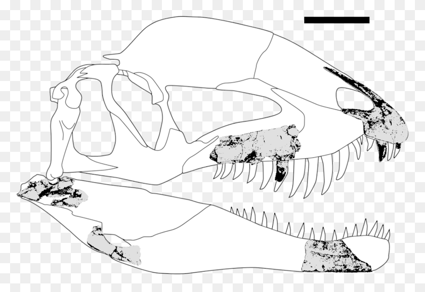 777x517 Descargar Png Dracovenator Fossils Dracovenator Calavera, Ropa, Gafas De Sol Hd Png