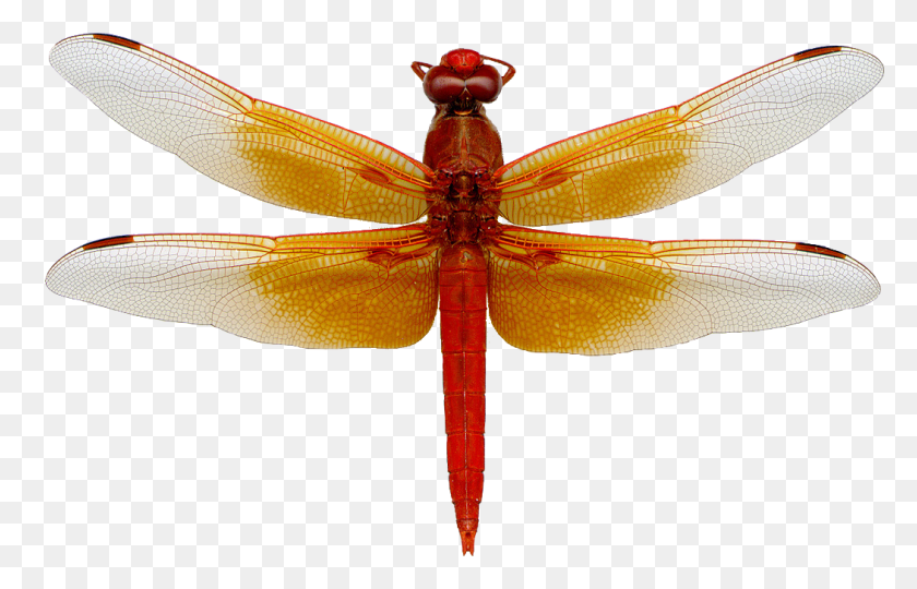 1051x648 Dragon Fly, Insect, Invertebrate, Animal HD PNG Download