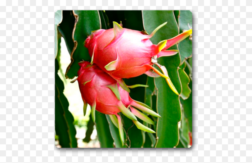 481x482 Dragon Fruit Price In Bangladesh, Plant, Rose, Flower HD PNG Download