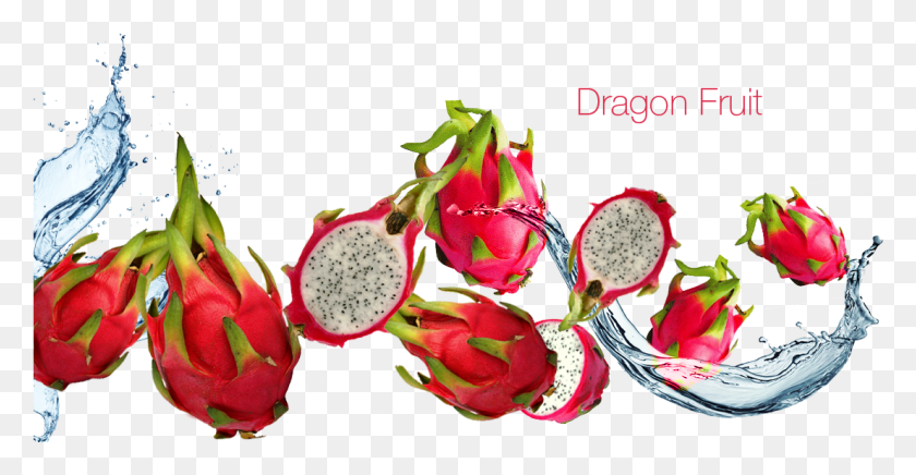 1105x533 Dragon Fruit Vtmn E Juice, Plant, Flower, Blossom HD PNG Download