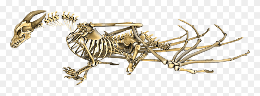 929x298 Dragon Skeleton Wings Fantasy Fairytale 3d Bones Dragon Skeleton, Ivory HD PNG Download