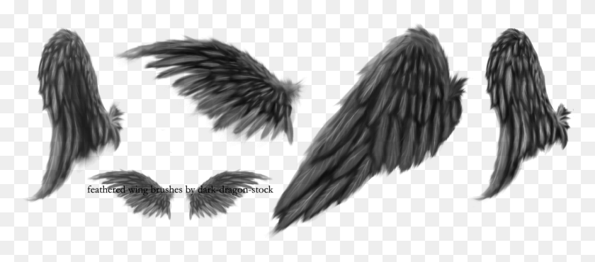 2826x1124 Dragon Wings Brushes Photofiltre Studio X, Grey, World Of Warcraft Hd Png