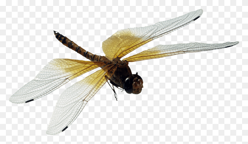 2649x1454 Dragonflies Flying Transparent Background, Insect, Invertebrate, Animal HD PNG Download