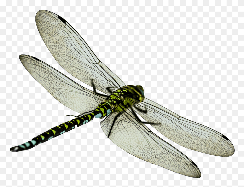 1577x1184 Dragonfly, Insect, Invertebrate, Animal HD PNG Download