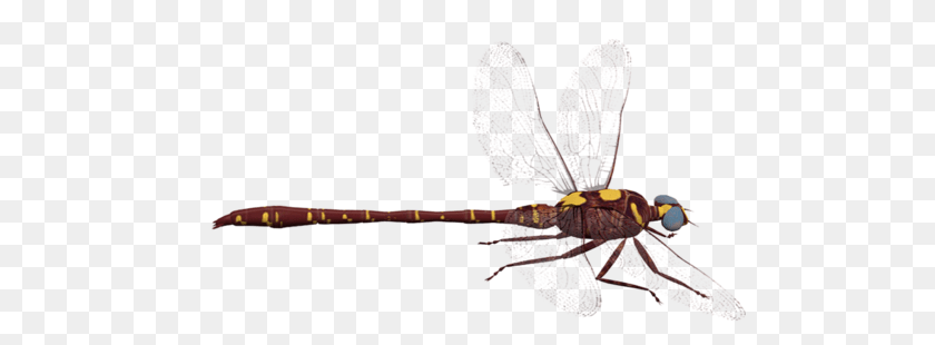 Dragonfly, Animal, Insect, Invertebrate Transparent PNG